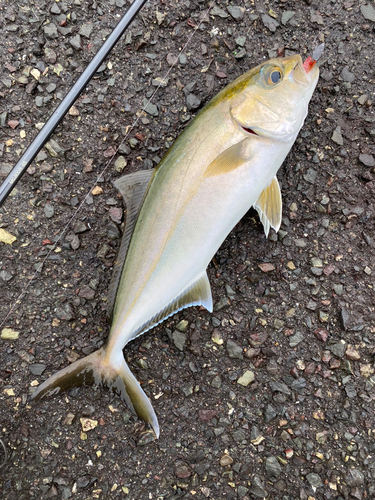 ショゴの釣果