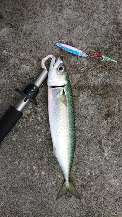サバの釣果