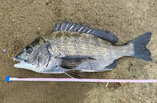 クロダイの釣果