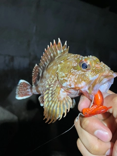 アコウの釣果