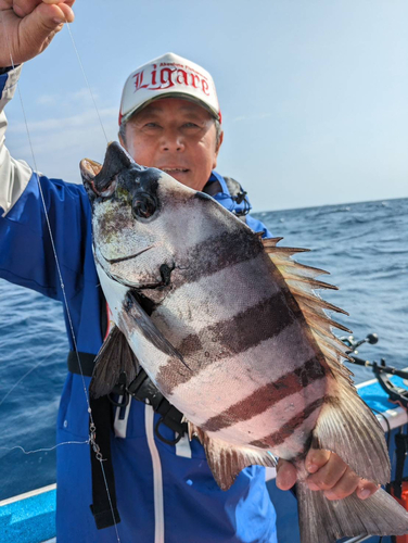 イシダイの釣果