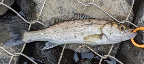 セイゴ（マルスズキ）の釣果