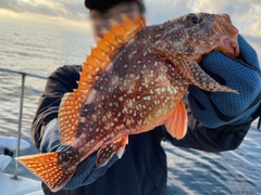 ウッカリカサゴの釣果