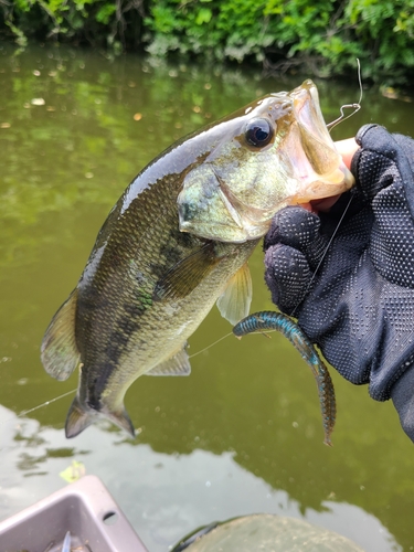 ブラックバスの釣果