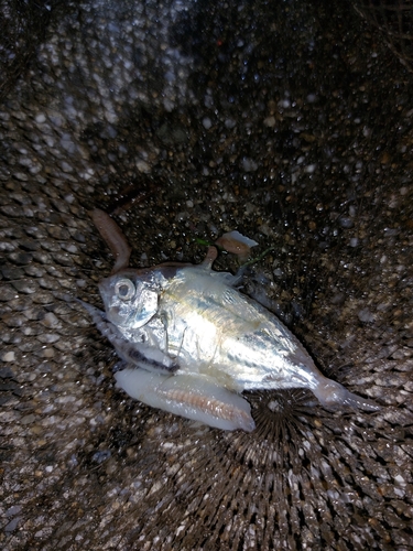 カタクチイワシの釣果