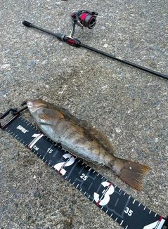 アイナメの釣果