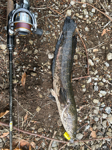 タイワンドジョウの釣果