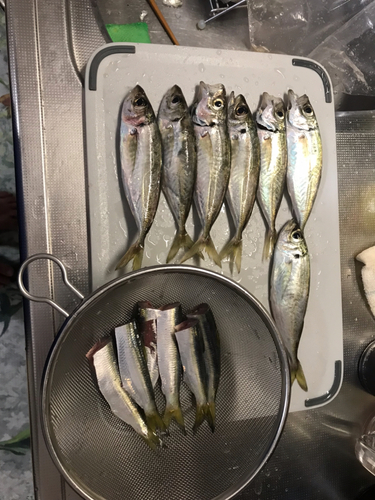 アジの釣果