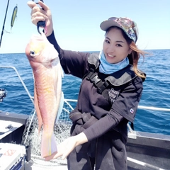 アマダイの釣果