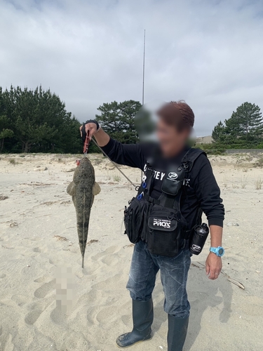 マゴチの釣果