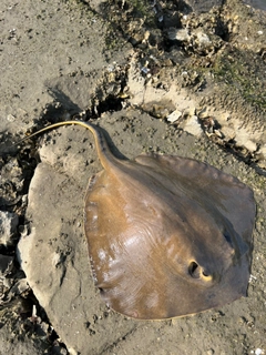 アカエイの釣果