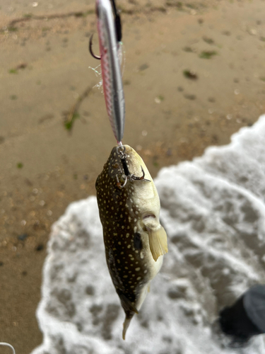 クサフグの釣果