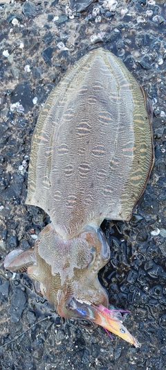 コウイカの釣果