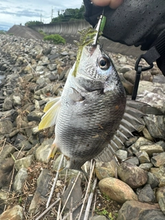 キビレの釣果