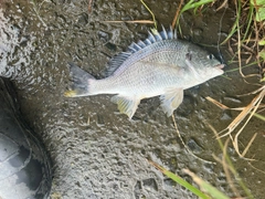 キビレの釣果