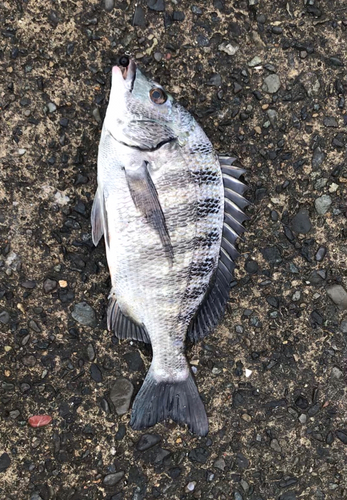 クロダイの釣果