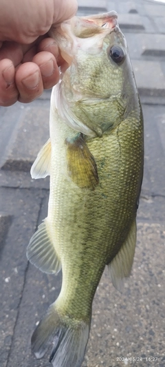 ブラックバスの釣果