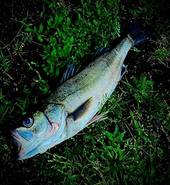 マルスズキの釣果