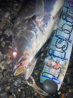 オオニベの釣果