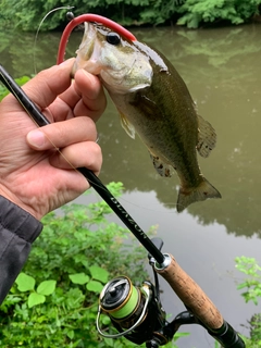 ラージマウスバスの釣果