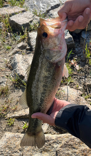 ブラックバスの釣果