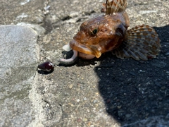 カジカの釣果