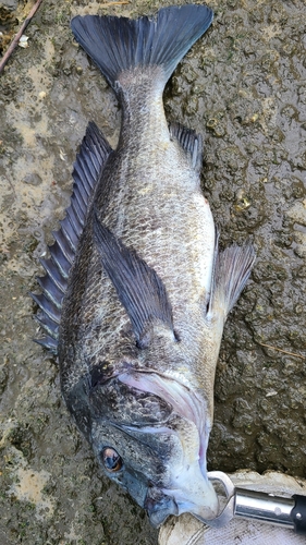 クロダイの釣果