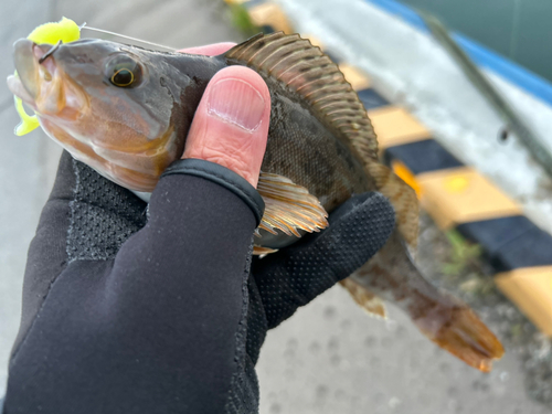 アイナメの釣果