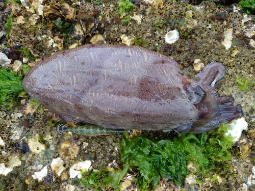 モンゴウイカの釣果