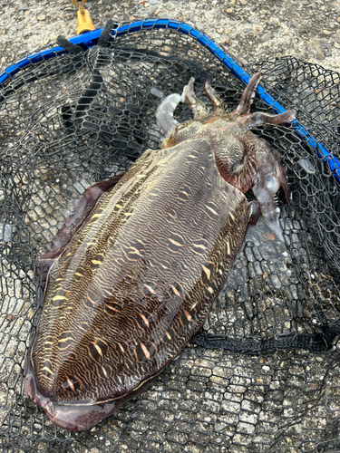 モンゴウイカの釣果