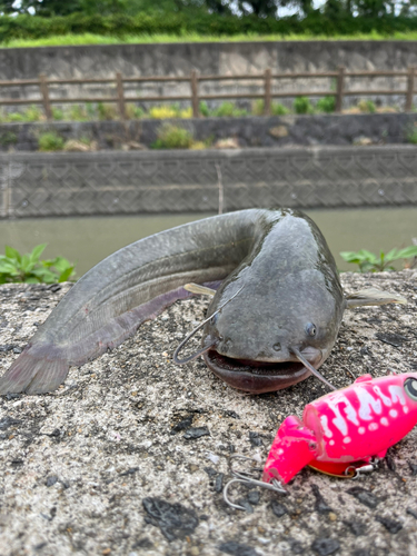 ナマズの釣果