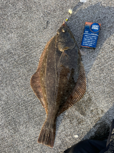 イシモチの釣果