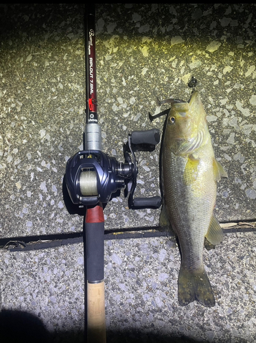 ブラックバスの釣果