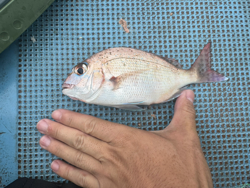 タイの釣果