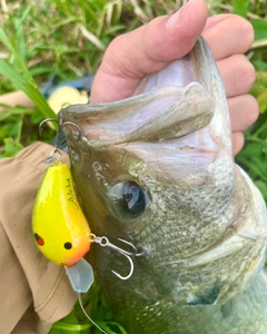 ブラックバスの釣果