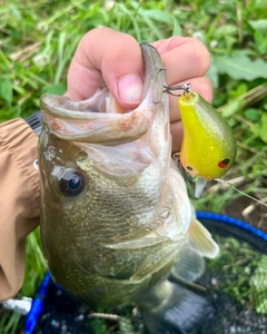 ブラックバスの釣果