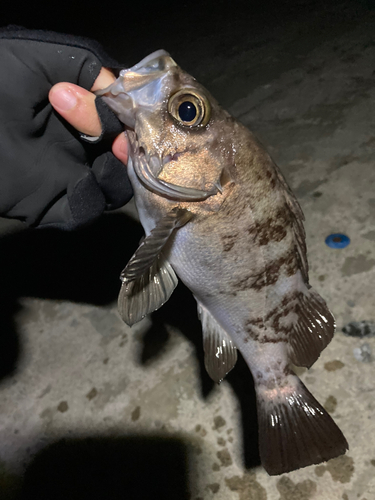 メバルの釣果