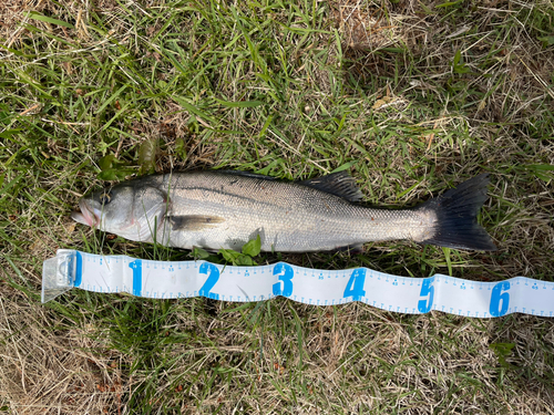 スズキの釣果