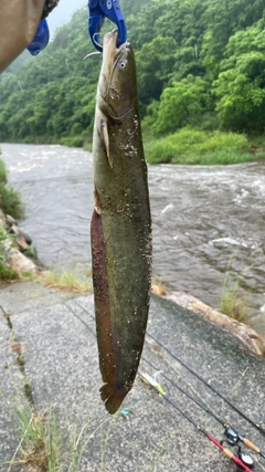 ナマズの釣果