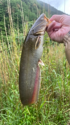 ナマズの釣果