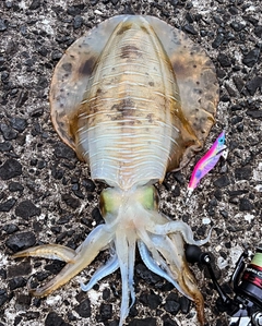 アオリイカの釣果