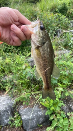 ブラックバスの釣果