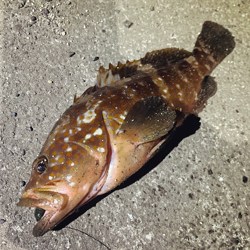 アコウの釣果