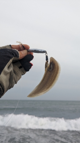 シタビラメの釣果