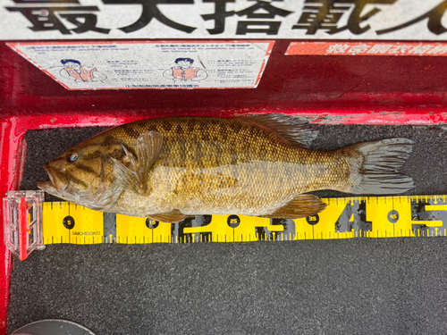 スモールマウスバスの釣果