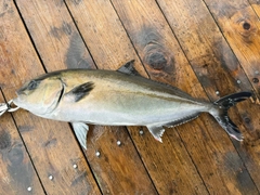 カンパチの釣果