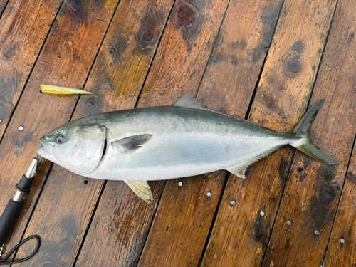 ヒラマサの釣果