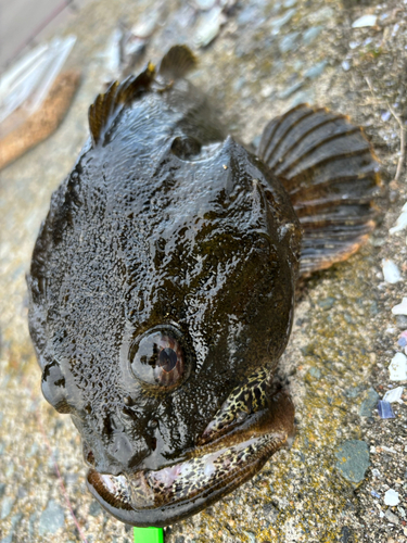 カジカの釣果