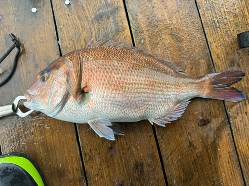 マダイの釣果