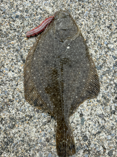 カレイの釣果